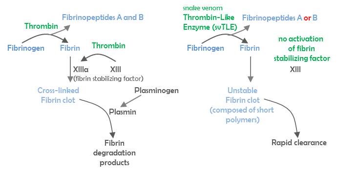 Thrombin Like Enzymes Venomzone